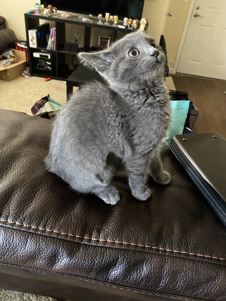 MissMelllow's tweet photo. @IvanandFelix Looks like my new kitty :0 https://t.co/HFKlyN3AgB