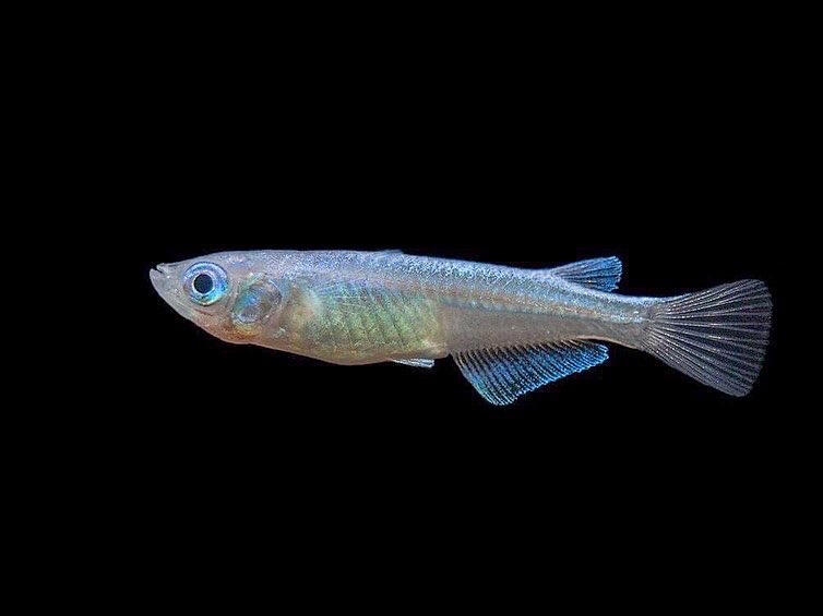 RICEFISH are an extraordinarily adaptable & hardy fish species! 