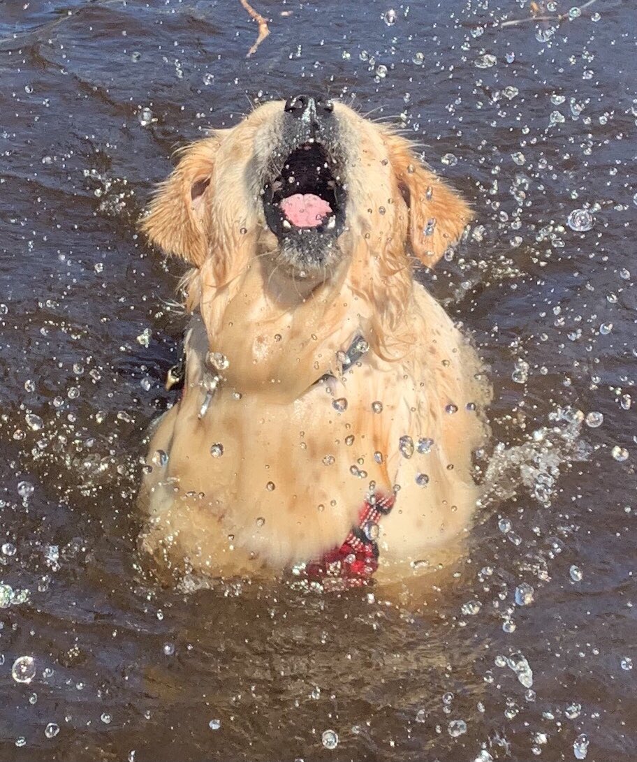LedwellMaddie's tweet photo. @dog_rates @budweiserusa @budweiserusa How about this guy ? #PupweiserContest https://t.co/pmTEoRKkwf