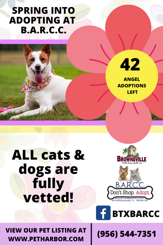 BTXBARCC's tweet photo. Drop by the shelter or call us today at (956) 544-7351.
FREE ANGEL ADOPTIONS going on today thanks to our generous donors! https://t.co/lpkZIQUDWG
