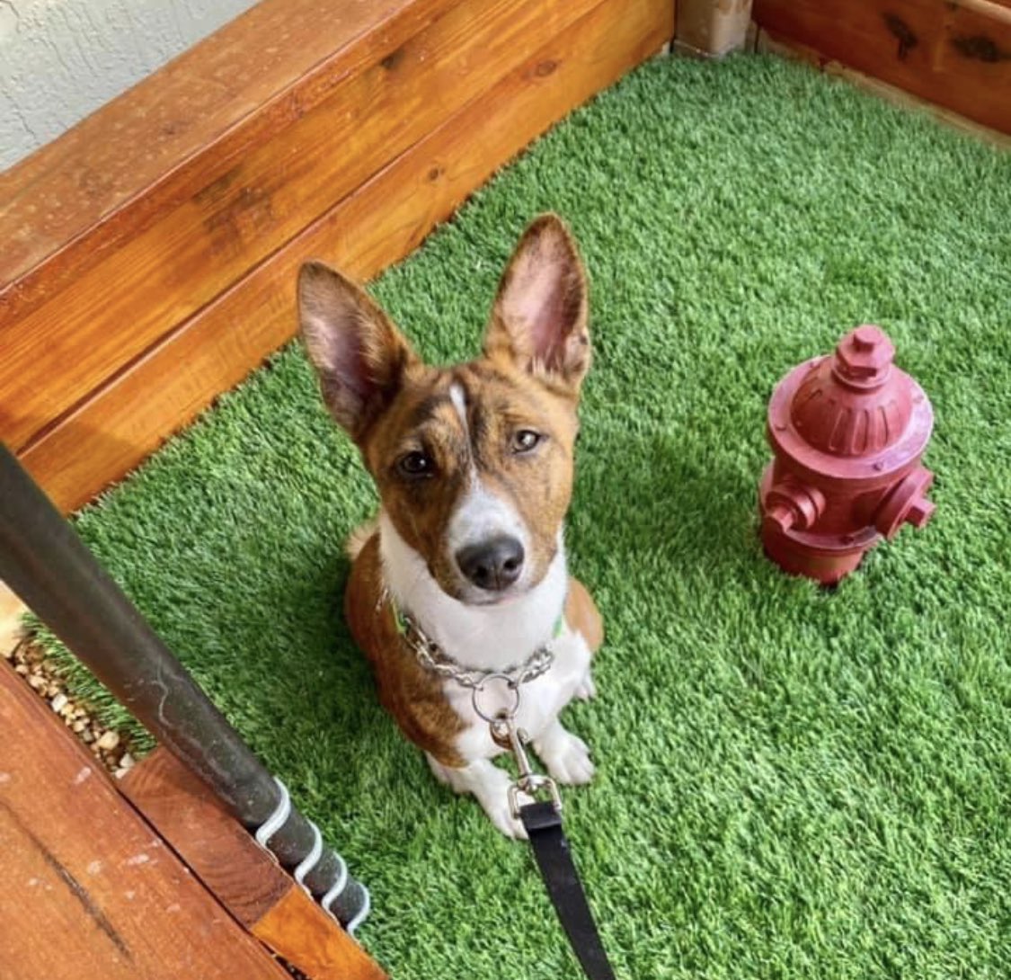 Get2KnowSomeone's tweet image. Meet Spartacus, the Basenji! @budweiserusa #PupweiserContest