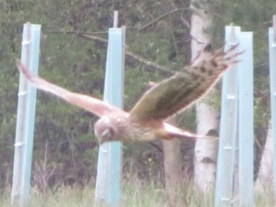 #blauwe #kiekendief op #boetzelaersveld op landgoed #eyckenstein