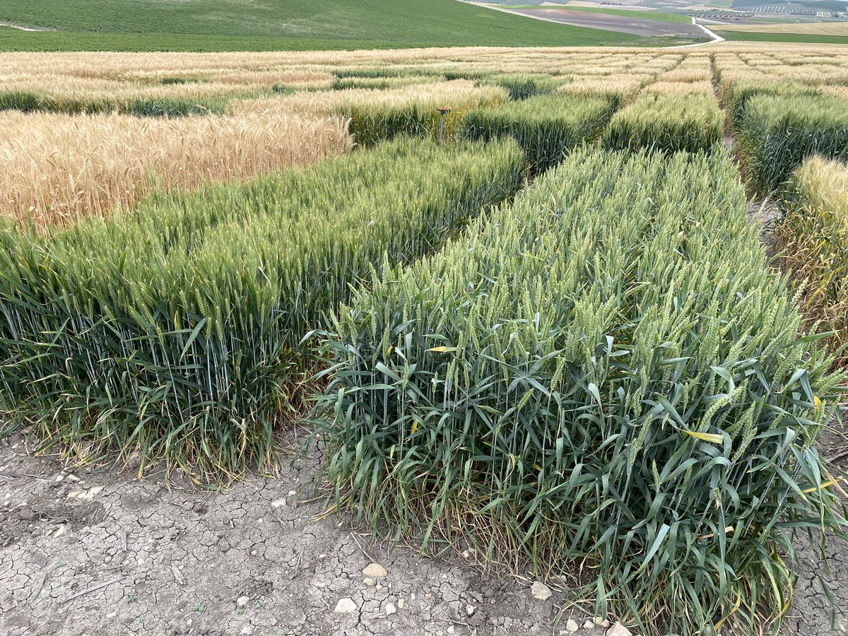 SolisMIgnacio's tweet photo. Ensayos de regadío de @AgrovegetalSA en la finca El Berraco @CoesagroEcija  
@Antjgago 
Grandes diferencias de ciclos a madurez entre variedades adaptadas al secano y al regadío. https://t.co/Fk0fxBwzKT