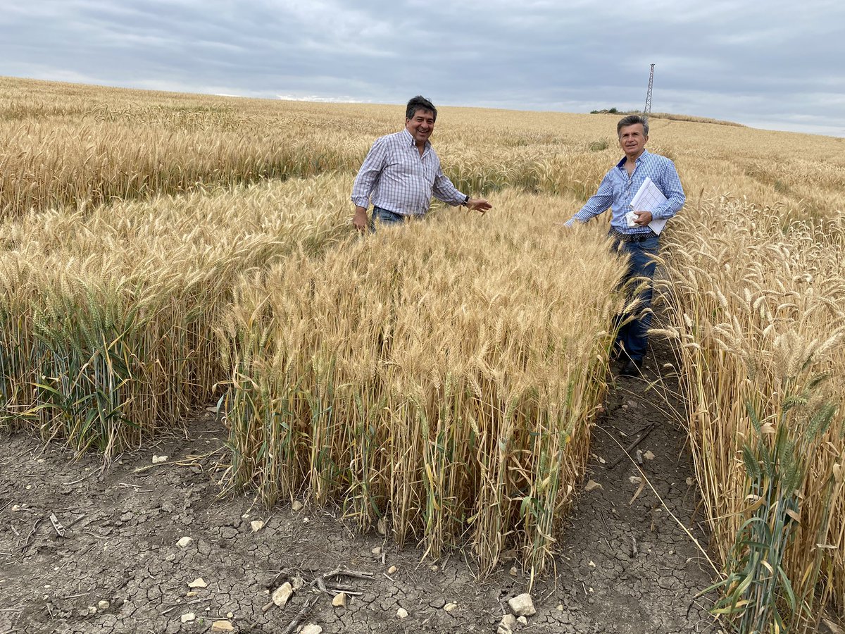 SolisMIgnacio's tweet photo. Ensayos de regadío de @AgrovegetalSA en la finca El Berraco @CoesagroEcija  
@Antjgago 
Grandes diferencias de ciclos a madurez entre variedades adaptadas al secano y al regadío. https://t.co/Fk0fxBwzKT