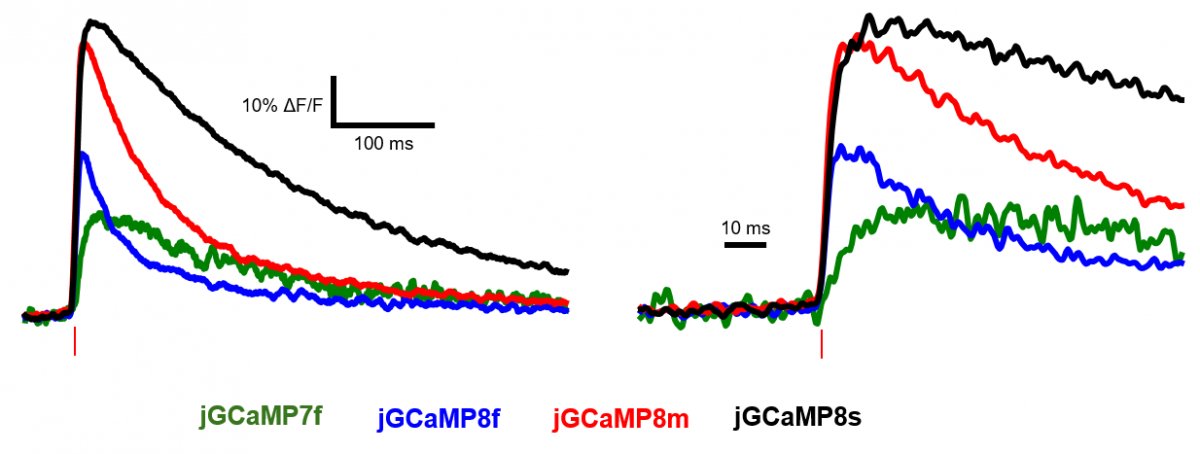 Addgene (@addgene) on Twitter photo GCaMP8 in AAV1 now available!!! (Yes, we're pretty excited about this too). 😀hubs.ly/H0M9M3w0 <a href="/janeliagenie/">Janelia GENIE</a> GCaMP8 in AAV1 now available!!! (Yes, we're pretty excited about this too). 😀hubs.ly/H0M9M3w0 <a href="/janeliagenie/">Janelia GENIE</a>