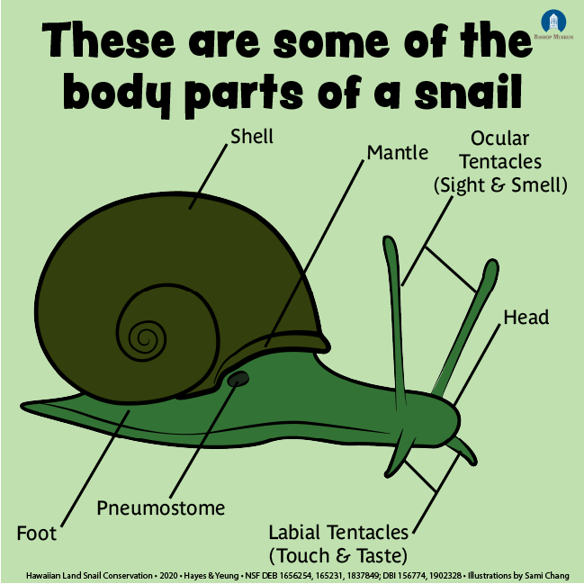 PacificSnail's tweet photo. This #MolluscMonday we have a special treat! These infographics were produced by one of our high school interns to teach people about our snails. We LOVE how they turned out and we'll be posting a few of them every day this week - stay tuned and let us know what you think! 🐌😍 https://t.co/9JhWMXs3Kd
