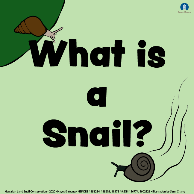 PacificSnail's tweet photo. This #MolluscMonday we have a special treat! These infographics were produced by one of our high school interns to teach people about our snails. We LOVE how they turned out and we'll be posting a few of them every day this week - stay tuned and let us know what you think! 🐌😍 https://t.co/9JhWMXs3Kd
