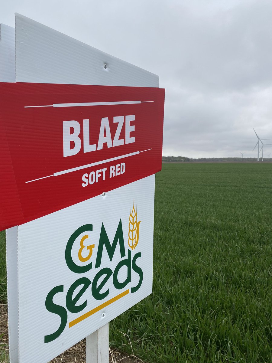 Alex Zelem tweet media