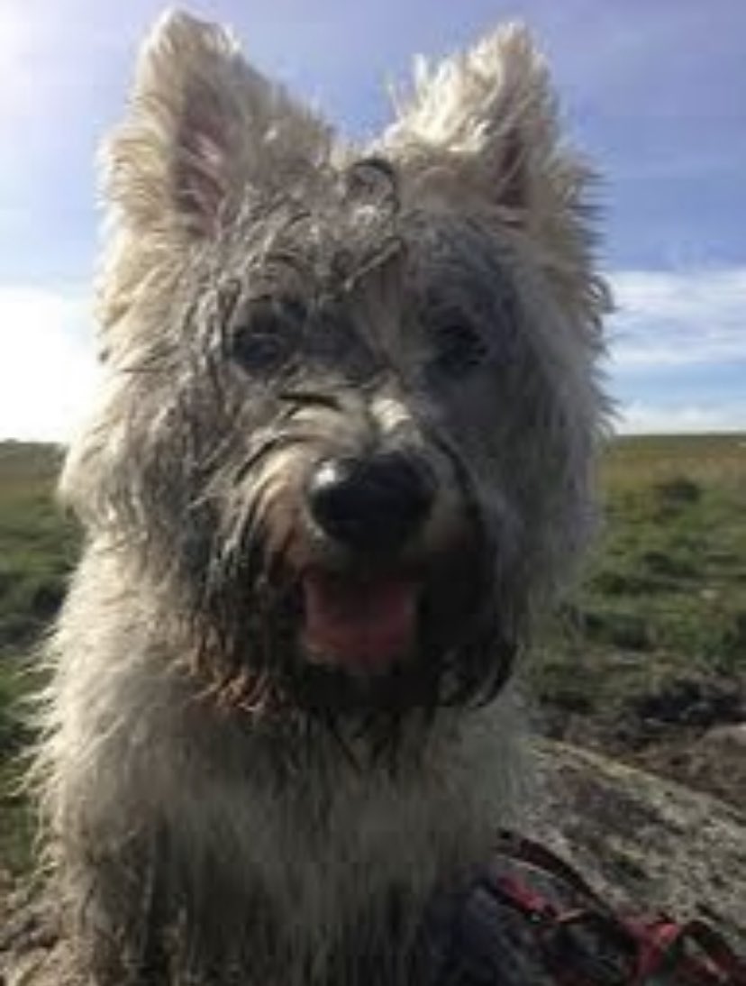juliebry2020's tweet photo. FFS..... 🤦♀️ Last time I let you off the lead madam ! Bloody nutter 🤨 #dogsoftwitter #winbo https://t.co/ZpcnQi5rwe