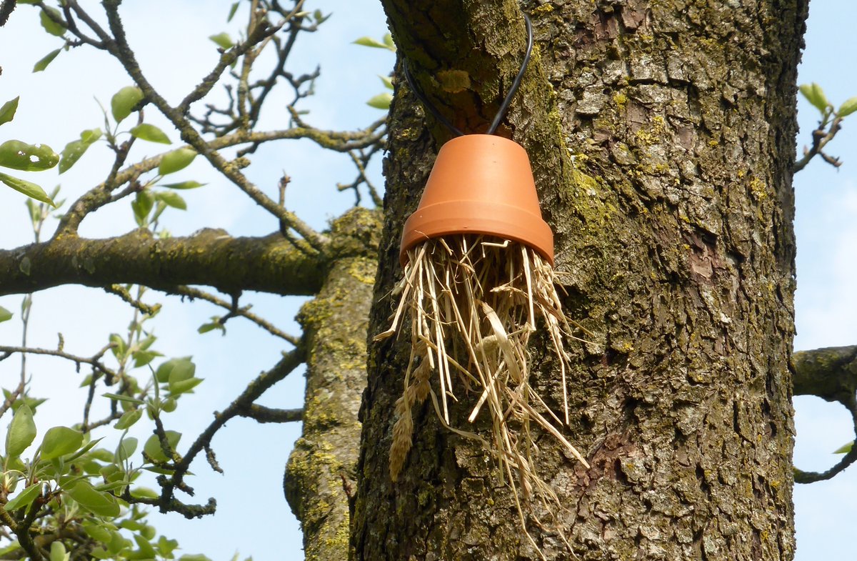 De ene keer is het #oorworm de andere keer #oorwurm.
Hoe het ook zij: de nijptangetjes (zoals wij ze als kind noemden) houden van potjes met hooi of stro, overdag verschuilen ze zich er in en 's nachts vangen ze dan de luizen op deze appelboom....