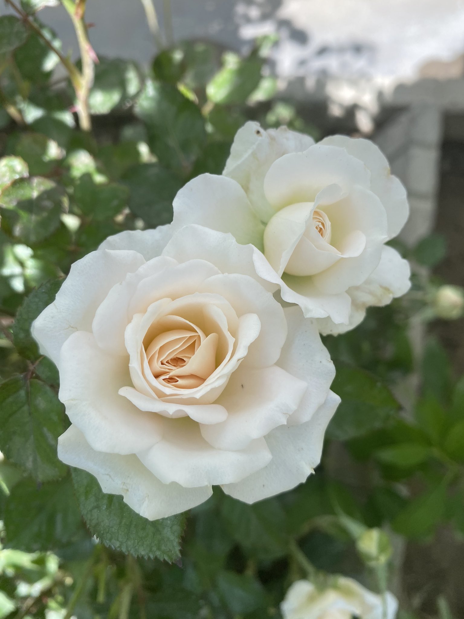 French Lace Floribunda Rose