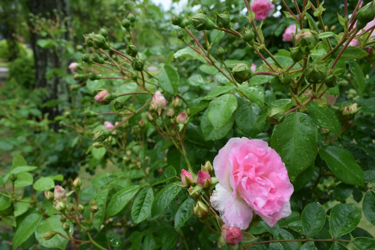 Ko ジャスミーナ ジャスミーナ Jasmina ただでさえ花が重くて俯くのに 雨に打たれてさらに地面を見るだけに 豊かさ故の悩み Gwにバラの花を 運動公園薔薇園 Ko ジャスミーナ ジャスミーナ Jasmina ただでさえ花が重くて俯くのに 雨に打たれてさらに地面を見るだけに 豊かさ故の悩み Gwにバラの花を 運動公園薔薇園