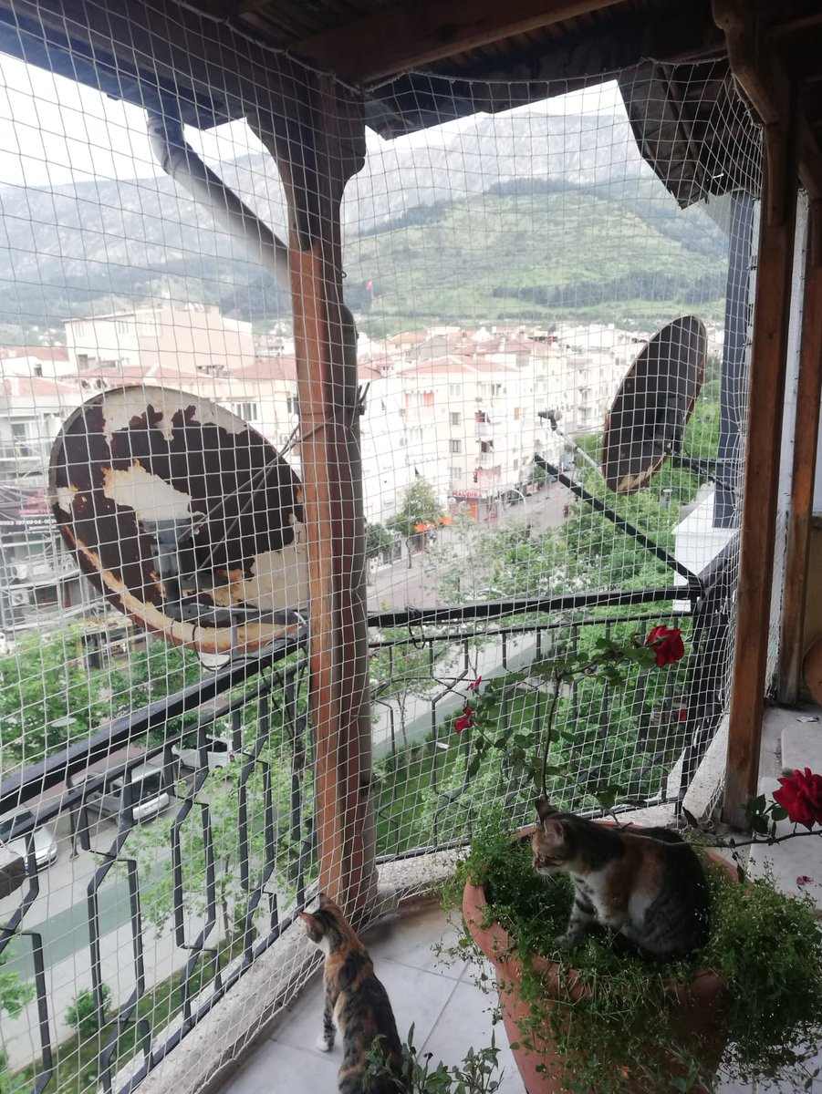 Akdefile's tweet photo. Balkona çıkmak, manzara seyretmek onların da hakkı.
#AkdeFile ile sevdiklerinizi koruyun😻🤗 
#kedi #korumafilesi #balkon #manzara #güvenlik #birdevirkapandı #KağıtEv #20liyaslarchallenge #MilletEvdeTuristTatilde #RTEdenEnDüşükÖğrtAtama #Erzurum https://t.co/qstUVe8bmZ