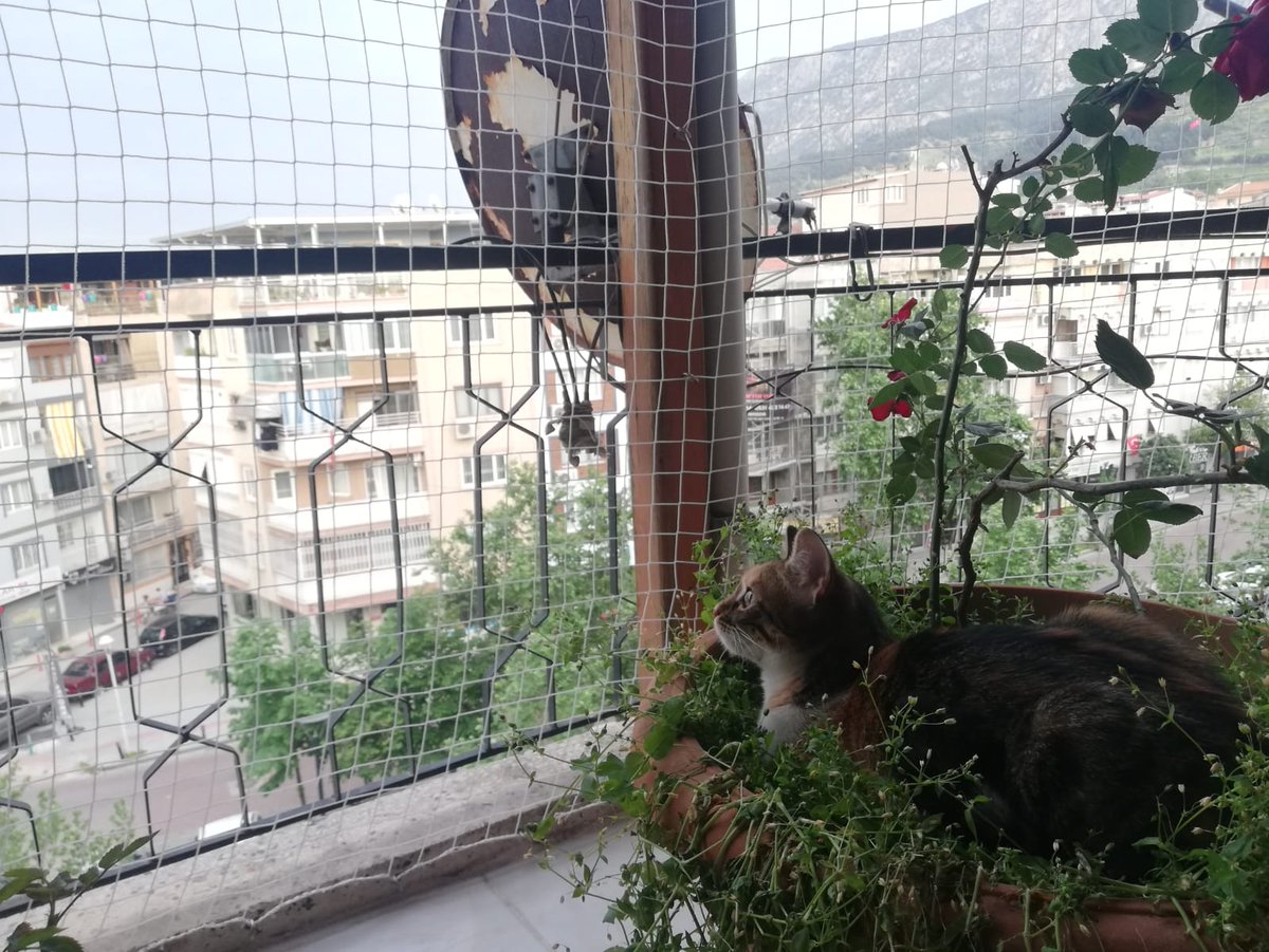 Akdefile's tweet photo. Balkona çıkmak, manzara seyretmek onların da hakkı.
#AkdeFile ile sevdiklerinizi koruyun😻🤗 
#kedi #korumafilesi #balkon #manzara #güvenlik #birdevirkapandı #KağıtEv #20liyaslarchallenge #MilletEvdeTuristTatilde #RTEdenEnDüşükÖğrtAtama #Erzurum https://t.co/qstUVe8bmZ