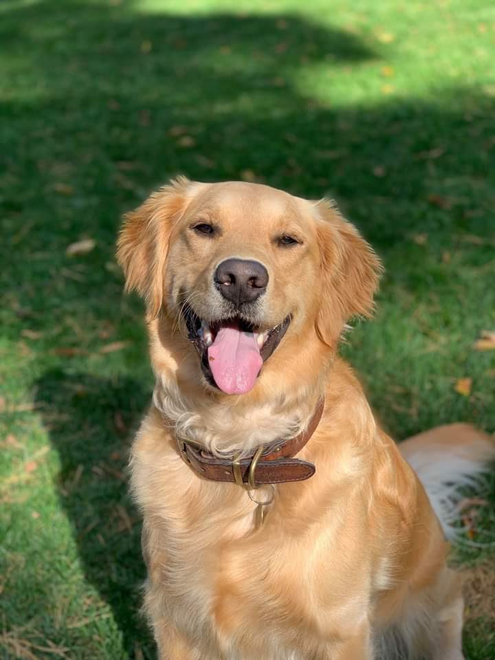 karlee_wech's tweet photo. When they say they have Budweiser. #PupweiserContest @budweiserusa https://t.co/rZ8tgCPf56