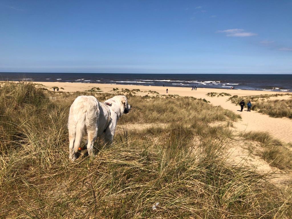 Fabulous Bank Holiday weekend touring the Norfolk coast. Betty’s favourites were the  sand dunes at Winterton-on-Sea and Wells-next-the-Sea. Thanks <a href="/WingfieldEscape/">Wingfield Escapes</a> for a perfect stay 🏕!