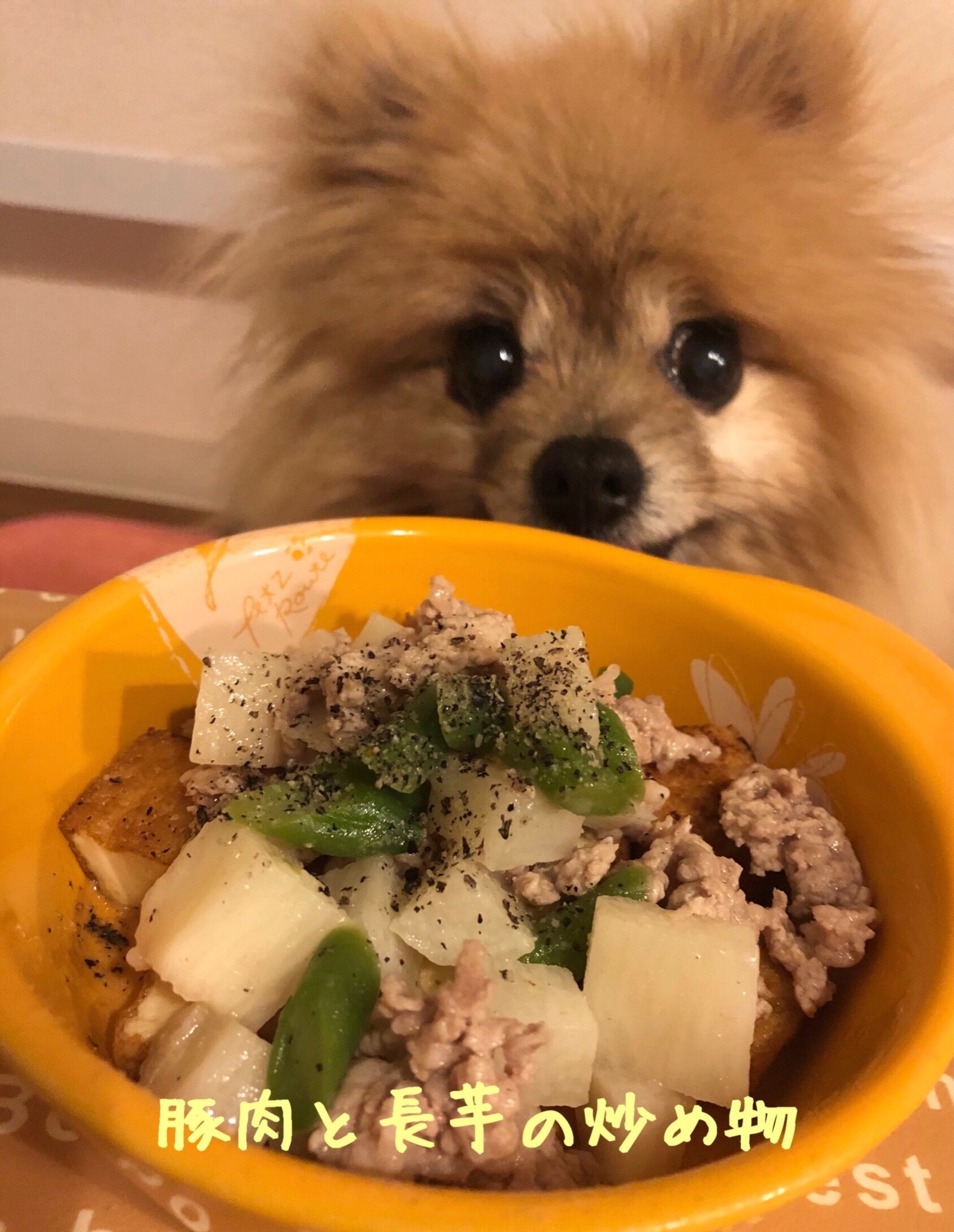 かとうゆうこ ペットに手作り食 ゆうこのわんごはん 5 3 豚肉と長芋の炒め物 をぺろりんこ T Co 0ljlojpzwf ゆうこのわんごはん わんごはんレシピ ポメラニアンえびす 豚肉と長芋の炒め物 冷蔵庫の片付け 犬とおそろいごはん 犬ごはん