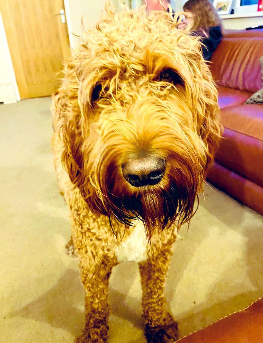 Funny dog 🐶 #irishdoodle