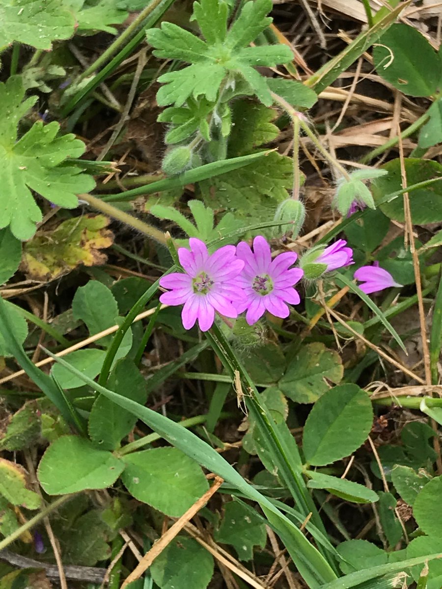 LoveLaneGreen's tweet photo. #SmallGeraniums and other things. Dove’s-foot, Red campion and yellow archangel, herb Robert for a very late #Wildflowerhour but a very lovely bank holiday stroll. https://t.co/toeFoereav