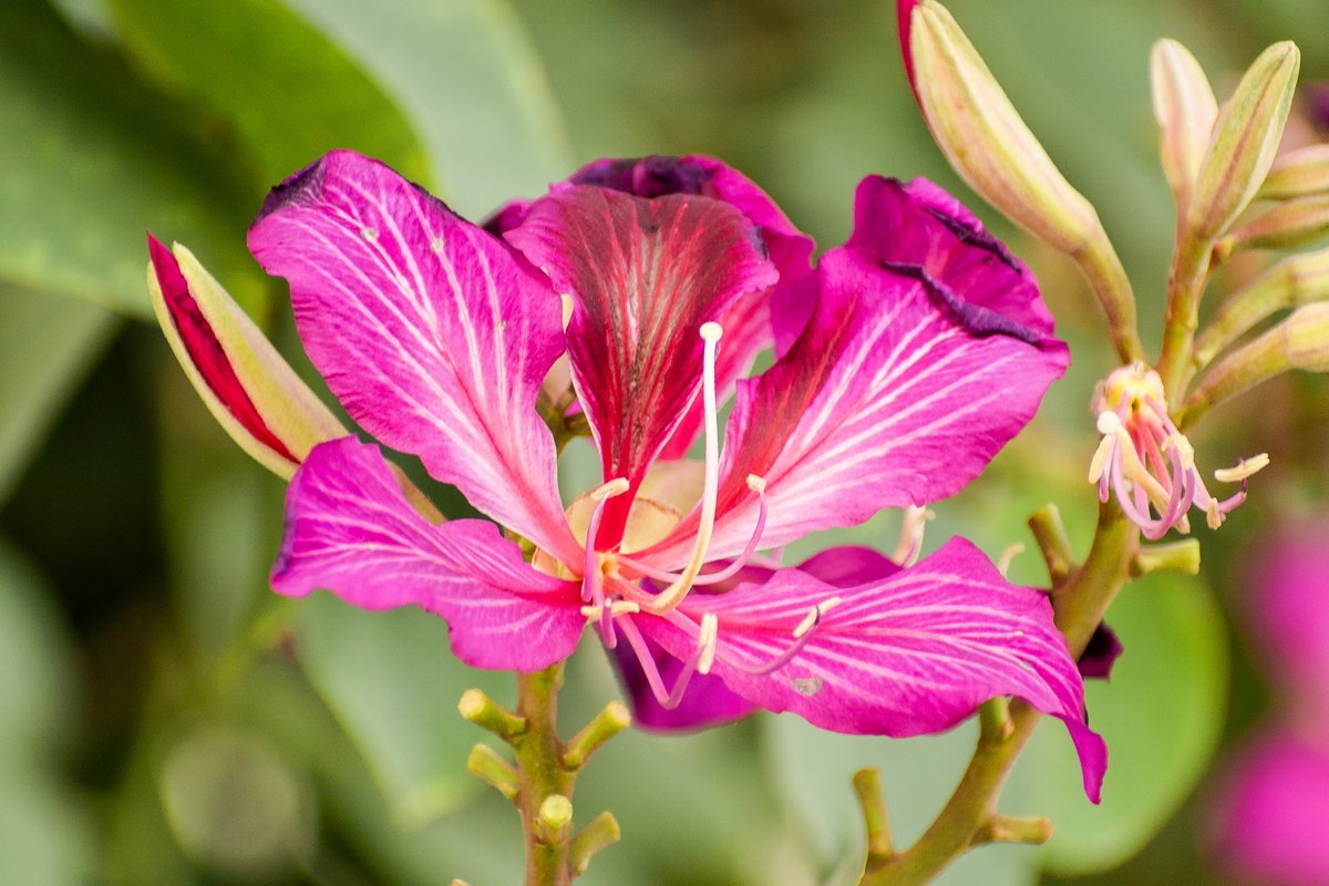PierreLandscape's tweet photo. Our #Monday Motivation is to be as bright and cheerful as this flower on an #OrchidTree, also known as #Bauhiniavariegata !🌸 #GrowWithPierre #PierreLandscape https://t.co/AnfjbmdY23