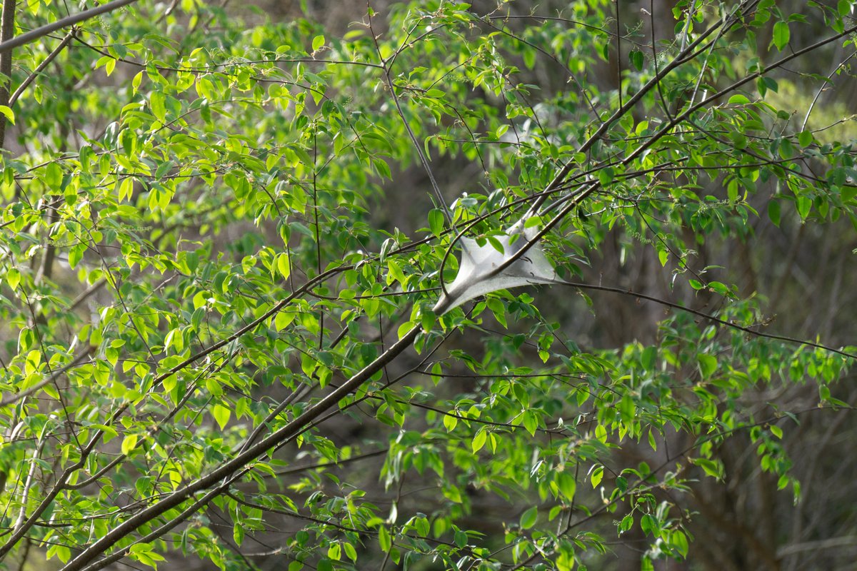 JRussPhoto's tweet image. Oak Openings Metro Park 5.2.21