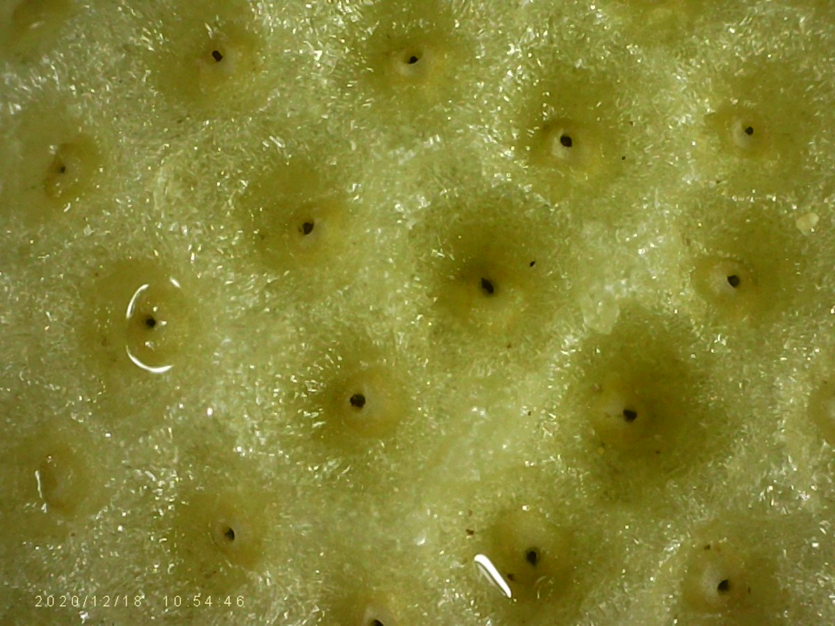 1000_stuff's tweet image. Not a pineapple! Center of a dandelion after the seeds have blown away x1000