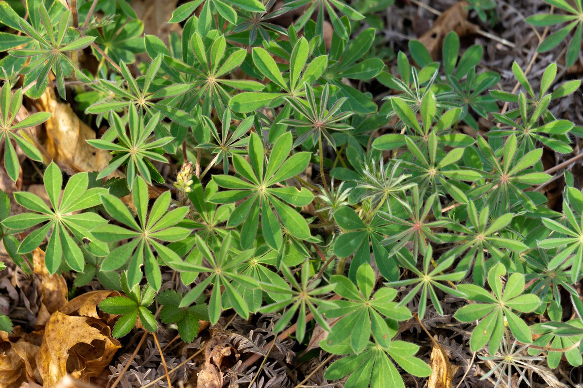 JRussPhoto's tweet image. Oak Openings Metro Park 5.2.21