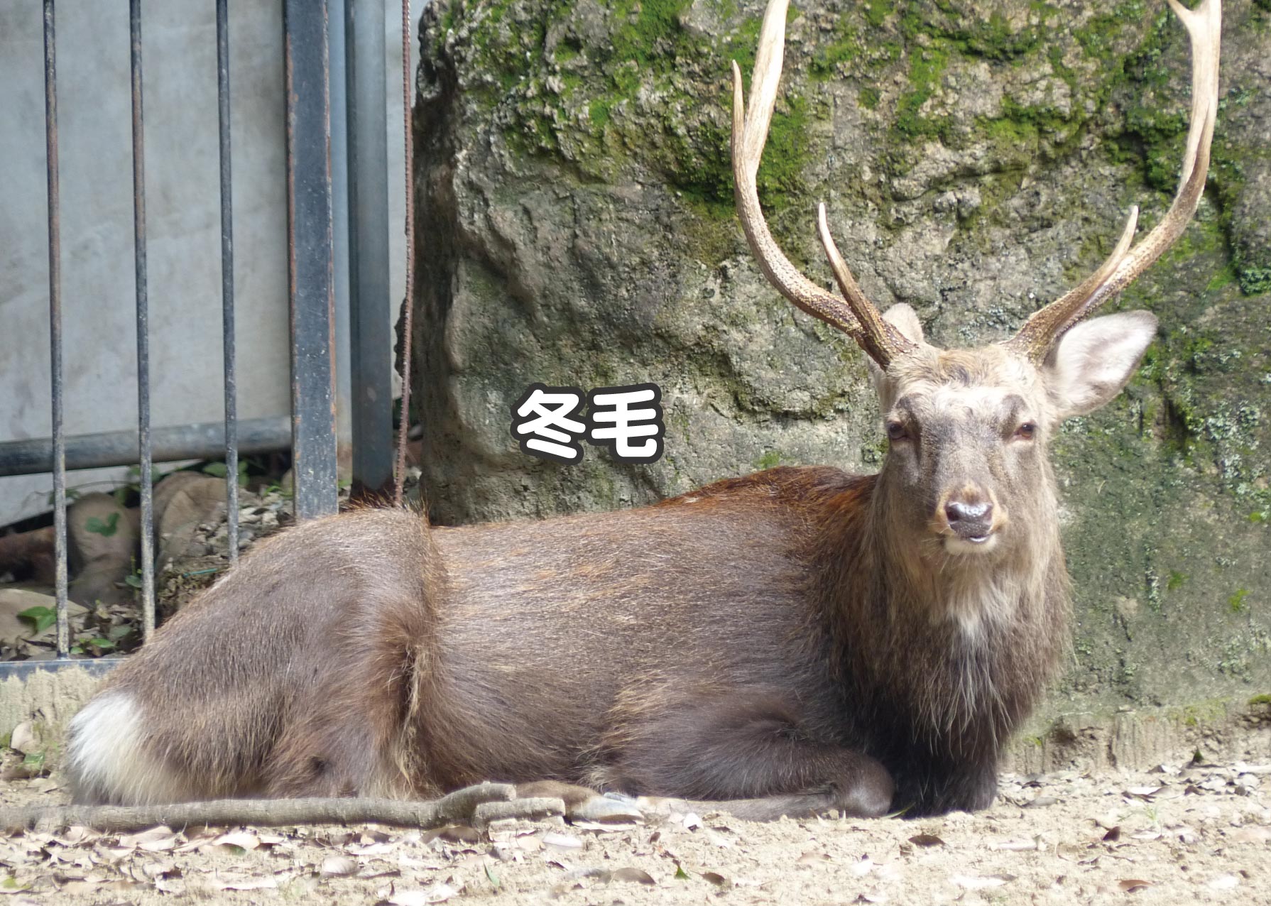 上野動物園［公式］ on X: 