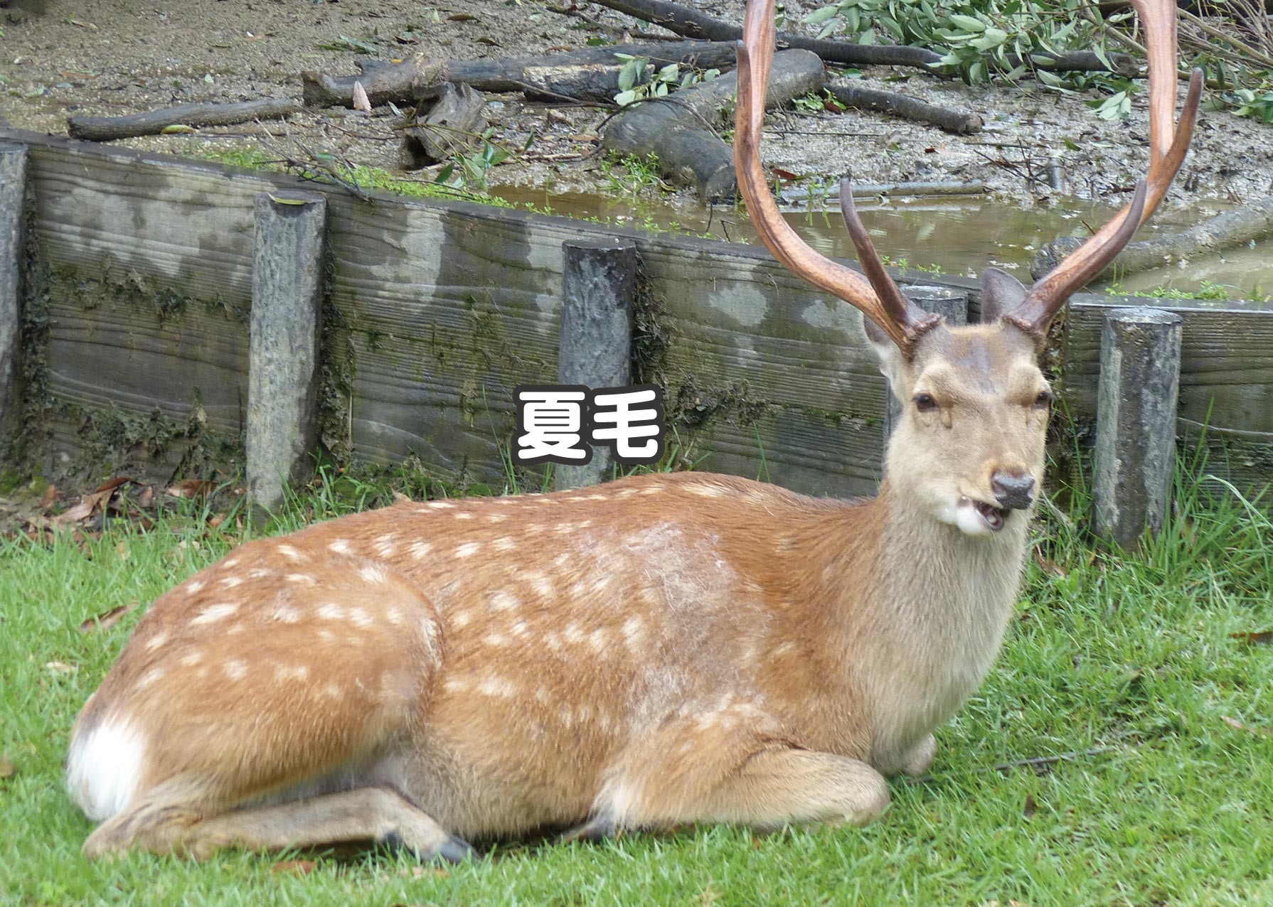 エゾシカ　蝦夷鹿　夏毛