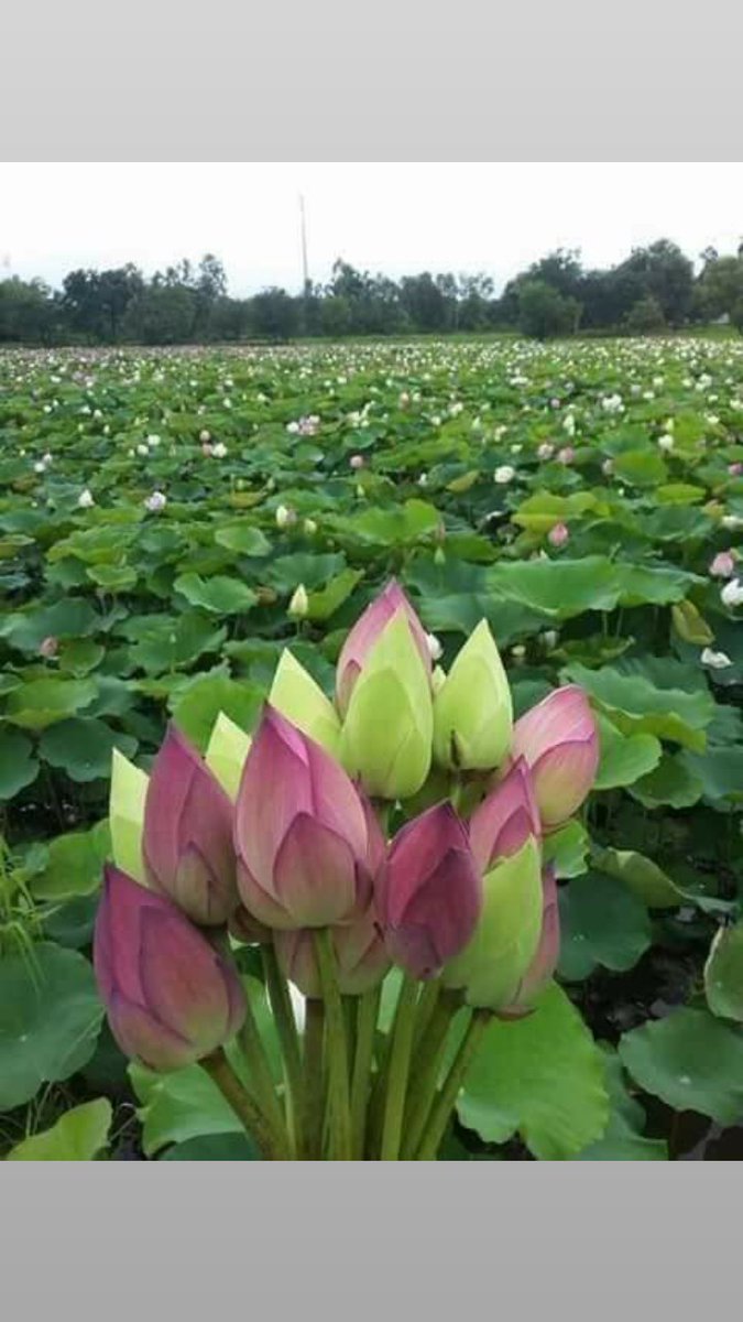 subhashbd's tweet image. recount westbengal votes @narendramodi