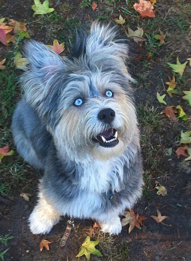 GreggLDaniel's tweet image. #PupweiserContest