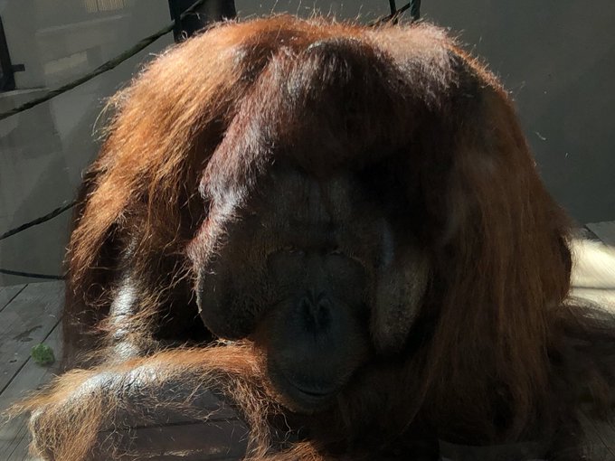 ボルネオオランウータンのtwitterイラスト検索結果