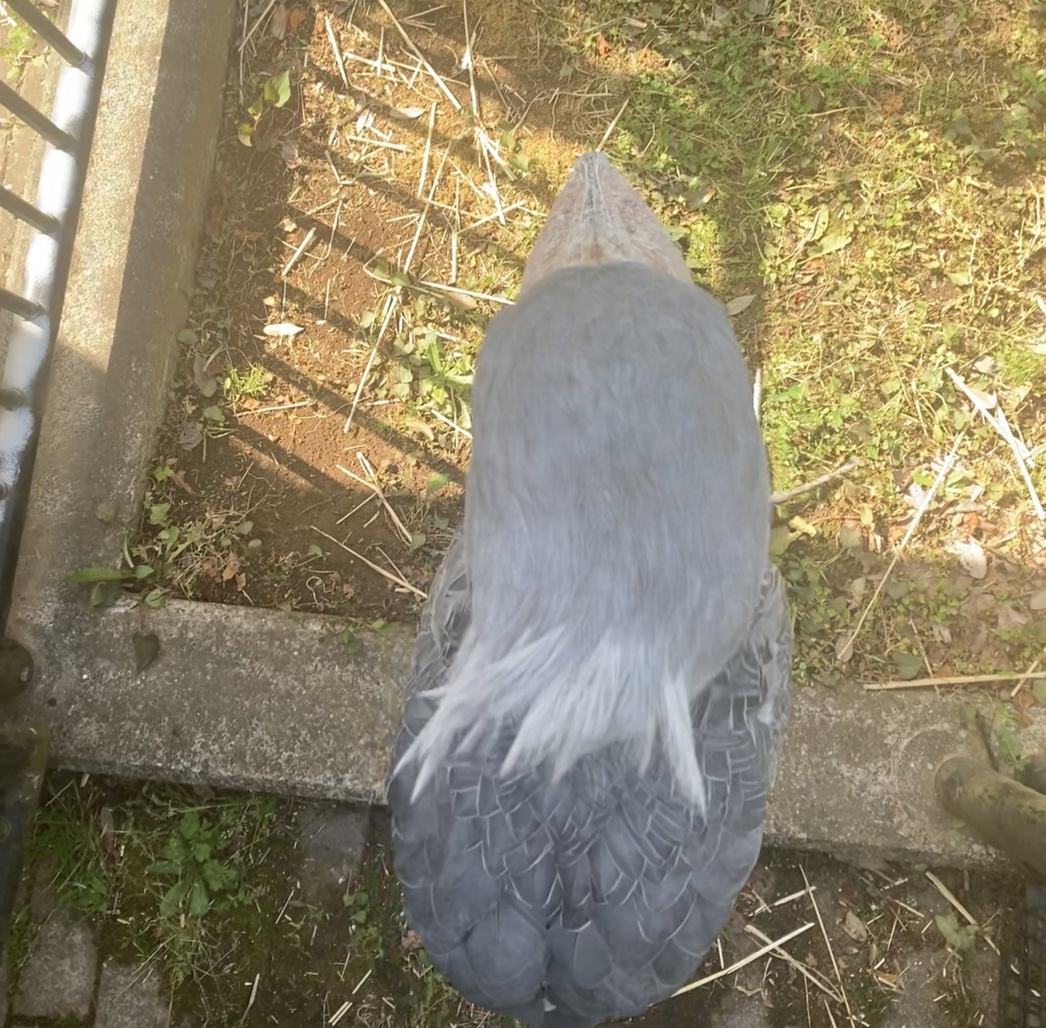0524-5300-ハシビロコウ様【6点】 0524-5300-ハシビロコウ様【6点】 千葉市動物公園【公式】 on X:
