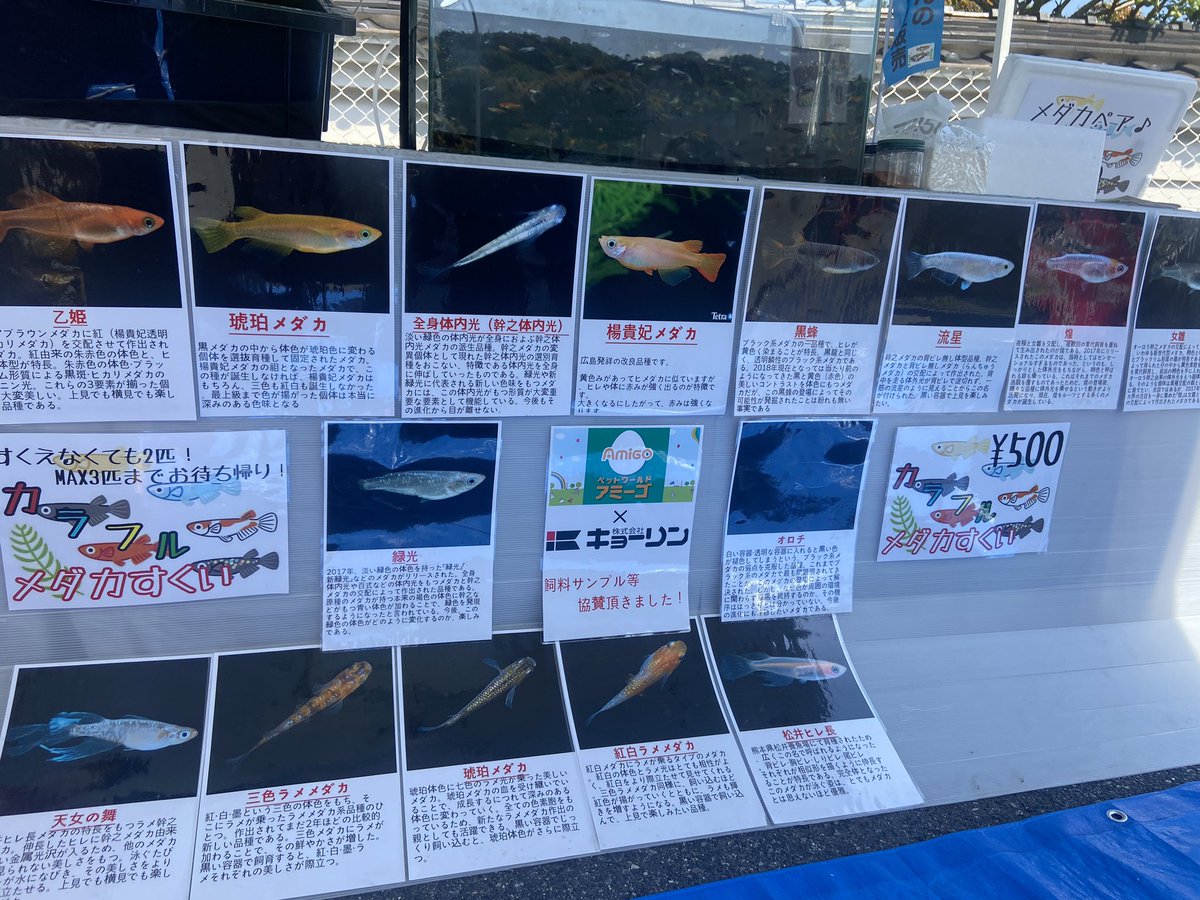 めだかの館 めだか村 公式 販売スペースにこのような解説文があると 初心者にもわかりやすく優しいですね 見習わなきゃ めだかの館 めだか村 公式 販売スペースにこのような解説文があると 初心者にもわかりやすく優しいですね 見習わなきゃ