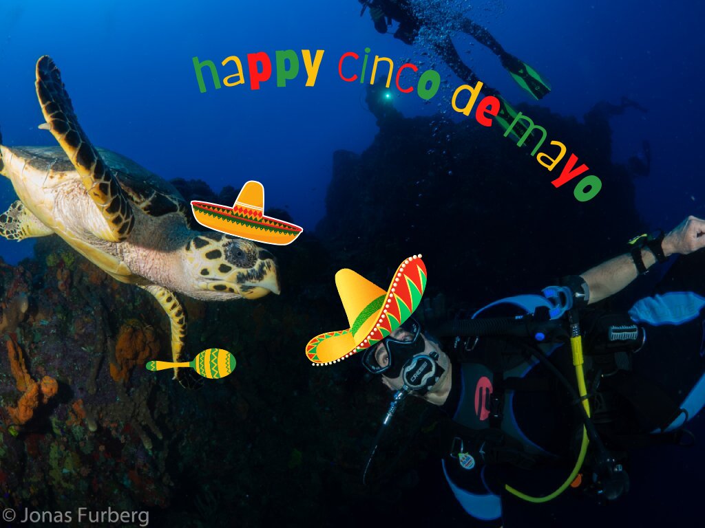 Blue Planet Scuba tweet media