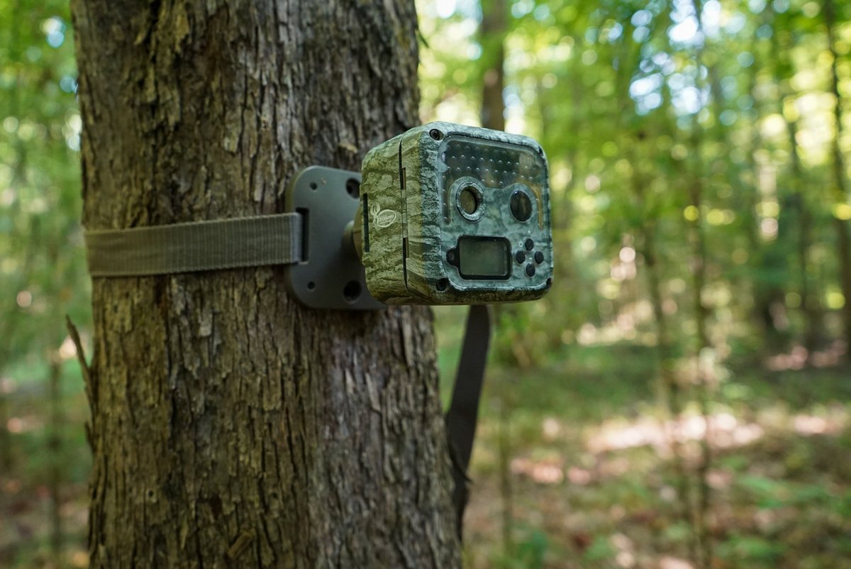 Do you run your trail cameras for turkey season? #WildgameInnovations