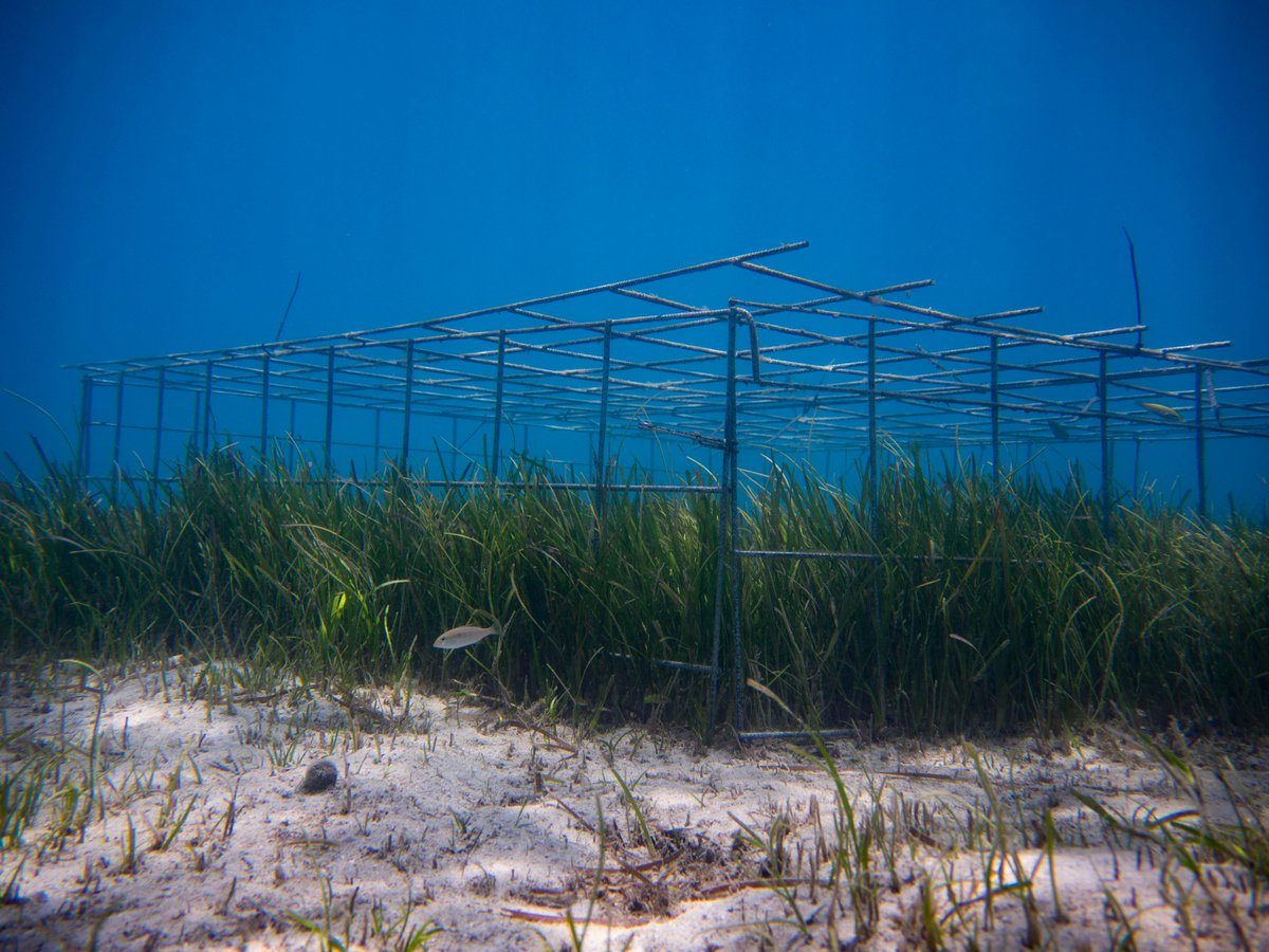 abbilscott's tweet image. My #FieldworkWin 📷 would have to be this moment from my PhD where I arrived at my experiment to discover a green turtle grazing event and recorded the first ever grazing plots in GBR #seagrass. It was amazing! @AMSAconf #AMSA21contest 

Read more here: sciencedirect.com/science/articl…