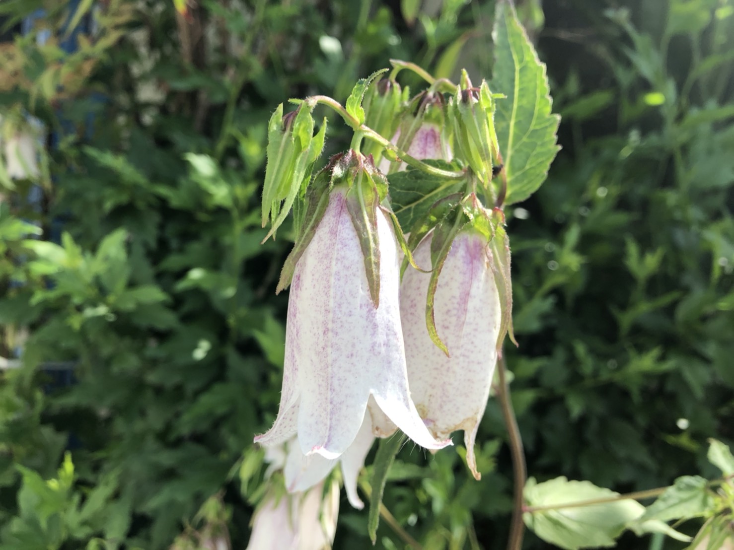 تويتر アラキ コマと朝の散歩で見つけた花 على تويتر 今朝の散歩で見つけた花は ホタルブクロ ホタルブクロの花言葉は 忠実 正義 だそうです では 今日も1日よろしく T Co Ny0gac8xys