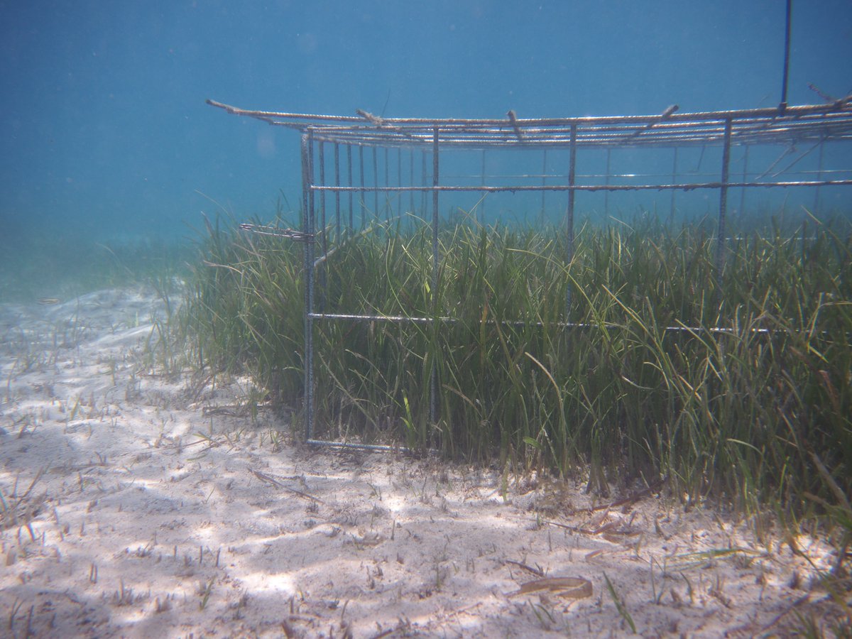 abbilscott's tweet image. My #FieldworkWin 📷 would have to be this moment from my PhD where I arrived at my experiment to discover a green turtle grazing event and recorded the first ever grazing plots in GBR #seagrass. It was amazing! @AMSAconf #AMSA21contest 

Read more here: sciencedirect.com/science/articl…