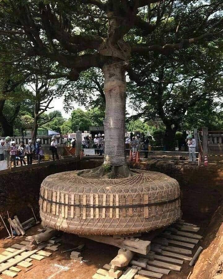 agw72718633's tweet photo. Ovako Japanci sele drvo ako sa nađe na trasi novog puta! https://t.co/gB9oGvwiQR