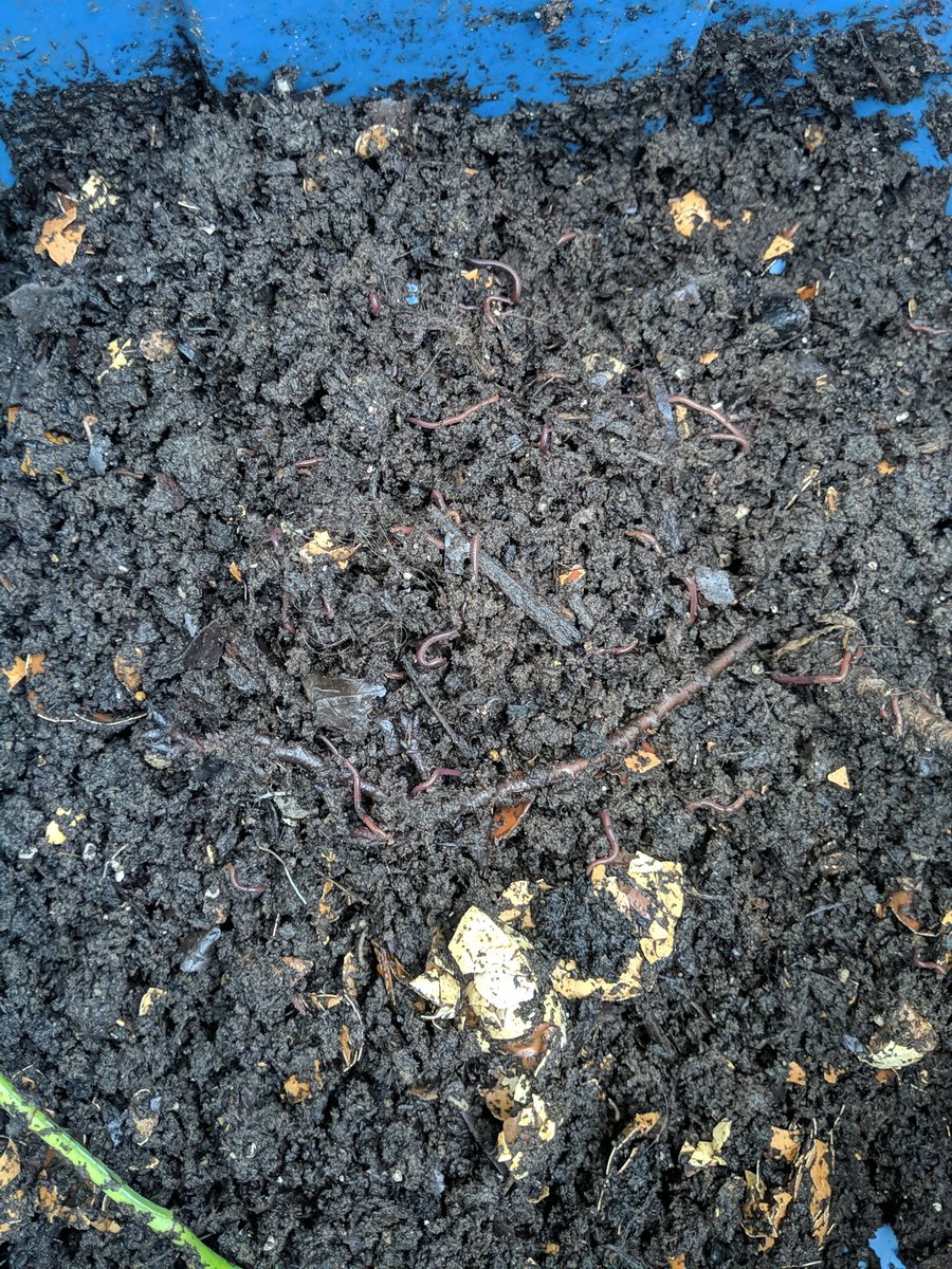 Vivian Bernau, PhD tweet media