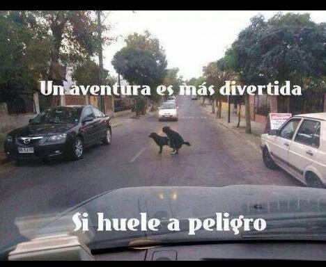 MolinodeRosasDF's tweet image. Hoy 3 de Mayo es día de La Santa Cruz
Y también de memes antiguos....