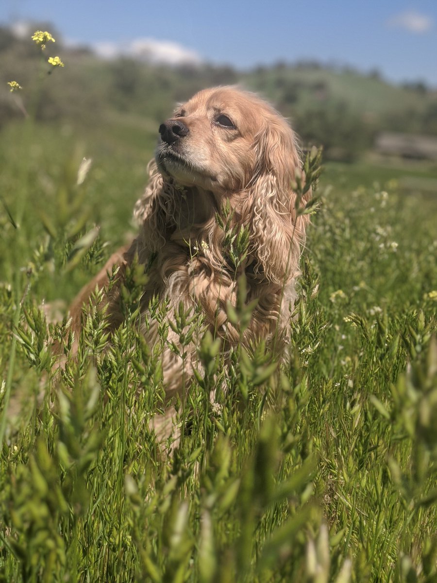 IWriteSciFi's tweet photo. KC isn't a puppy anymore, but he's pretty darn good looking!
 #PupweiserContest https://t.co/lNCvmxh6Ew