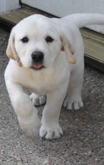 brookebrewer_'s tweet photo. hehe🐶 #PupweiserContest @budweiserusa https://t.co/5nmkSswBCi