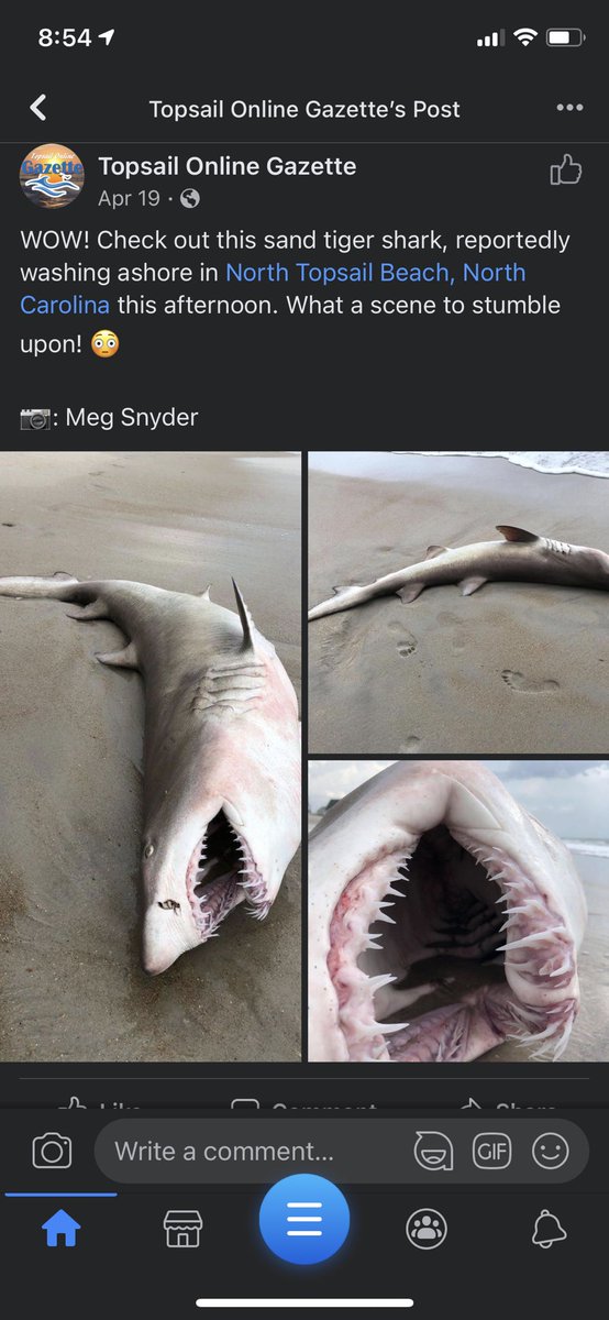 WOW! Check out this sand tiger - Topsail Online Gazette