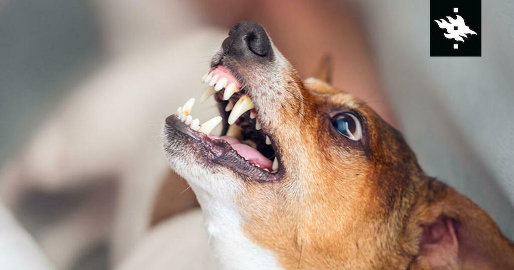 https://t.co/a4RUkZAiAA Study: Dogs’ fearfulness has a strong link to aggressive behaviour, with fearful dogs many times more likely to behave aggressively. Moreover, older dogs are more likely to behave aggressively than younger ones. One of the potential reasons behind this c… https://t.co/3PO5g9FkgD