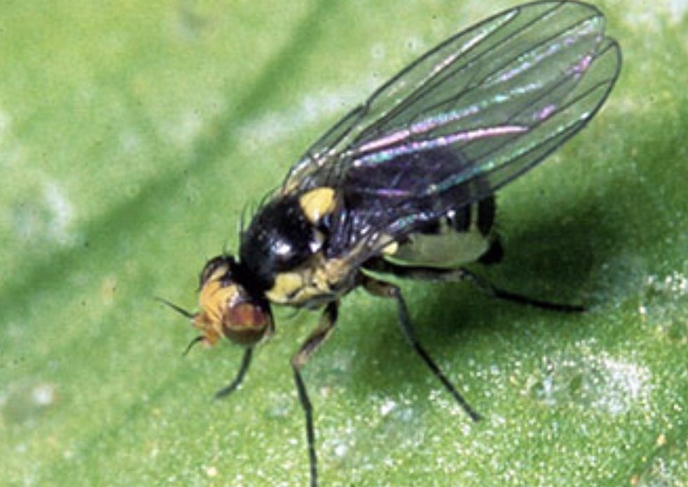 Serpentine leaf miner is a real and present danger to Australia’s organic fruit and vegetable producers. Entrust Organic insecticide now permitted for use under APVMA permit- PER90928 <a href="/AUSVEG/">AUSVEG</a> <a href="/AUSVEG_SA/">AUSVEG SA</a> <a href="/biosecurityveg/">AUSVEG Biosecurity</a> <a href="/growcom/">Jujutsu Camp</a> @CortevaAU <a href="/AuNutrien/">Nutrien Ag Solutions Australia</a> <a href="/EldersLimited/">Elders</a> @eemuir