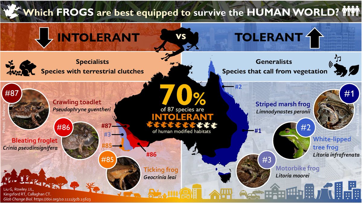 Which #frogs are best equipped to survive the human world? This research, led by @graciegliu & based upon @FrogIDAus data, ranks Australia’s frog species based on how likely they are to persist in human modified habitats. #AmphibianWeek @amphibiansorg australian.museum/blog/amri-news…