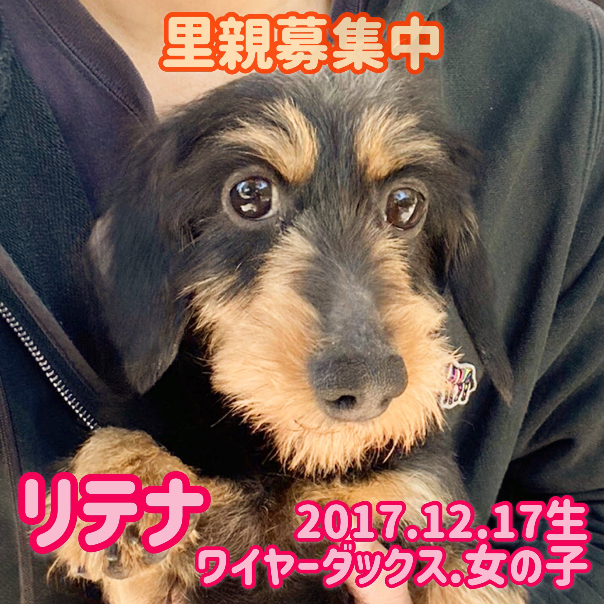 保護犬カフェ 鶴橋店 里親募集中 の子達です 家族に出会えますように 譲渡には審査があります 他の店舗へ移動している可能性があります 問い合わせはお電話で 保護犬カフェ鶴橋店 06 4309 8715 譲渡会 里親募集型カフェ ラブファイブ ダックス