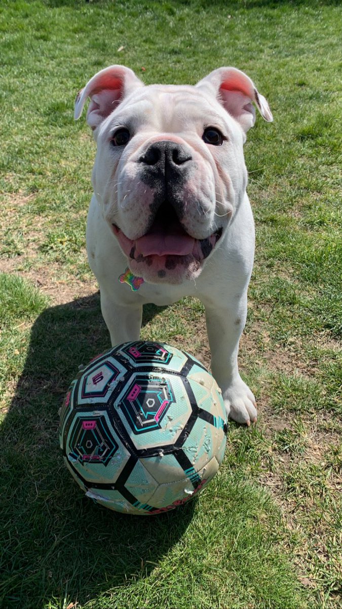 Brit_Mariee_'s tweet photo. #PupweiserContest @budweiserusa https://t.co/e7HydwIeZ3